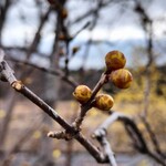 梅欅庵 - ロウバイの蕾