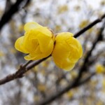 梅欅庵 - 可愛く開花。