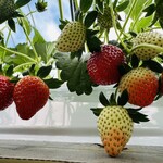 トリックスいちご園 - 