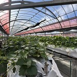 トリックスいちご園 - 