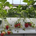 トリックスいちご園 - 