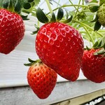 トリックスいちご園 - 