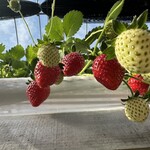 トリックスいちご園 - 