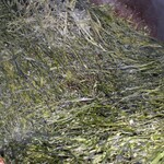 貝殻亭 - なのり色付き