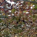 レストランぶどうの森 レ・トネル - 