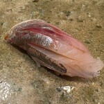 神田錦町 鮨たか晴 - 鯵