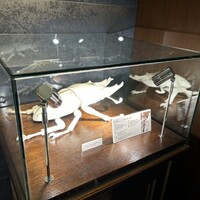 SALONE TOKYO - 