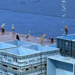 氷見 魚市場食堂 - 