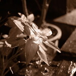 パンダ レストラン - 私は