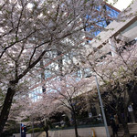 エクアトゥール - 桜の季節に伺いました！