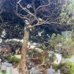 とんかつ一代 - 店内から見えるかわいい小鳥さん達