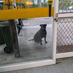 悟饕池上飯包  - 待っているワンコ