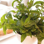 Jun ,2014　大西ハーブ農園のミント