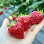 姫路ハートフル観光農園 - 