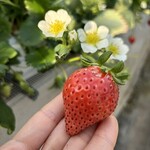 姫路ハートフル観光農園 - 