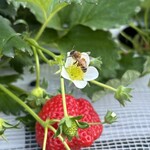 姫路ハートフル観光農園 - 