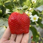 姫路ハートフル観光農園 - 