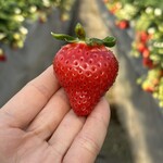 姫路ハートフル観光農園 - 