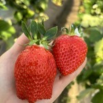 姫路ハートフル観光農園 - 