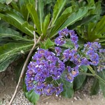 Kangaroo Island Cellar Door - 