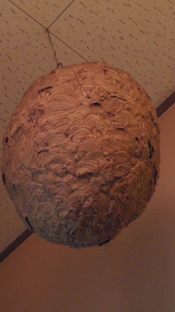 ねぎ坊ず - 只見町その他（居酒屋）の写真