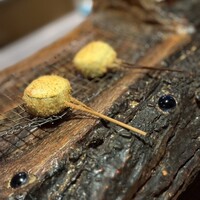 串揚げキッチン だん 石橋本店 - 