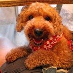 R-S - 増税後の愛犬