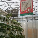 サラダファーム たまご館 - おまけ:いちごの森④ 桃薫(とうくん)1♪