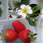 サラダファーム たまご館 - おまけ:いちごの森⑤ 桃薫(とうくん)2♪