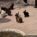 サラダファーム たまご館 - おまけ:動物ふれあい① ラビットパークは奈良の鹿サン状態♪ ※エサはサラダハウスにて販売