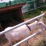 サラダファーム たまご館 - おまけ:動物ふれあい② ヤギさん♪