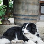 カーサ・ダ・ノーマ - 