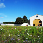 Chateau Mouton Rothschild - 