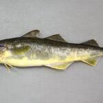 ヤマタイチ - 氷下魚コマイ