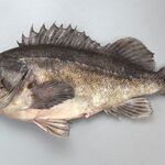 ヤマタイチ - 黒曹以ソイ