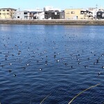 パーク ラホーリー レストラン - 荒子川公園の渡り鳥3種居るのは分かるけど(⁠≧⁠▽⁠≦⁠)