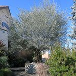 ラ・コート・ダジュール - 樹齢300年のオリーブの木｡
