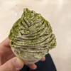 matcha KIMIKURA 静岡パルシェ店