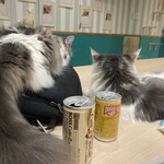 猫喫茶 空陸家plus 大久保店 - 