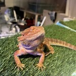 爬虫類カフェバー RePL - 