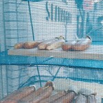 オステリア セルヴァジーナ - お外にカラスミが‥ 美味しそう！