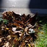 宮城野 - 地球最後の日。そのときぼくがどういう行動をとるかはわからないのですが、