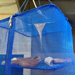 遊酒食堂 宇都宮 - 自家製からすみとへしこ