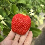 姫路ハートフル観光農園 - 