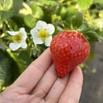 姫路ハートフル観光農園 - 