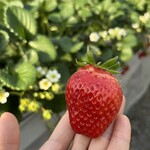 姫路ハートフル観光農園 - 