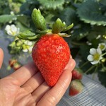 姫路ハートフル観光農園 - 