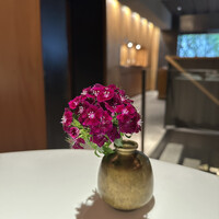 レフェルヴェソンス - 