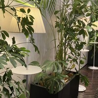 ゼックスウエスト サルヴァトーレ クオモブロス - 