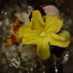 桜田 - 刺身盛り　花胡瓜の花が目立って・・・